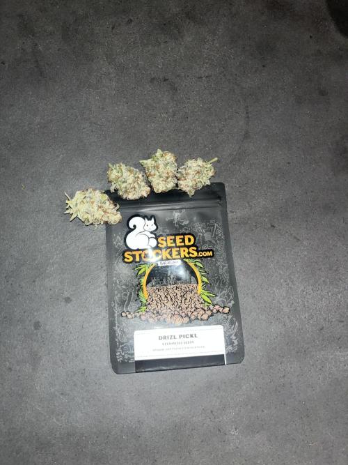 Drizl Pickl. Seedstockers. Week 15