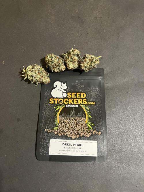 Drizl Pickl. Seedstockers. Week 15