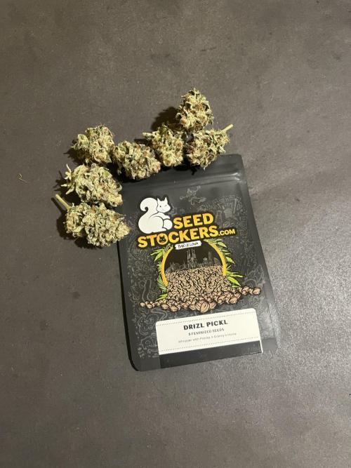 Drizl Pickl. Seedstockers. Week 15