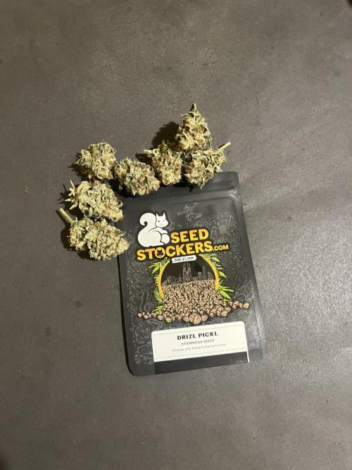 Drizl Pickl. Seedstockers. Week 15