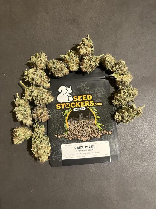 Drizl Pickl. Seedstockers. Week 15