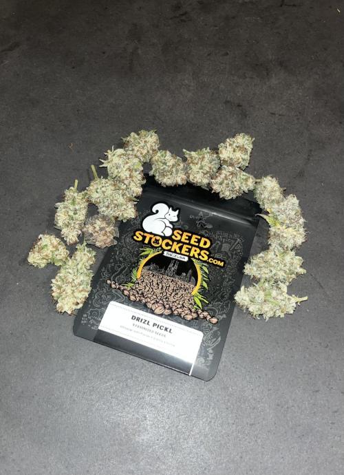 Drizl Pickl. Seedstockers. Week 15