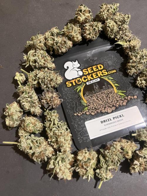 Drizl Pickl. Seedstockers. Week 15