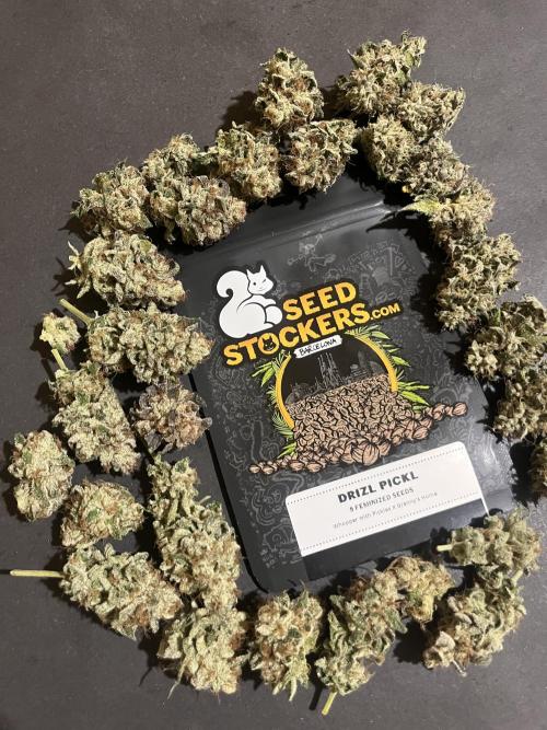Drizl Pickl. Seedstockers. Week 15