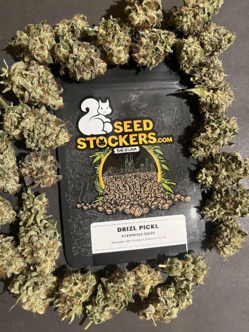 Drizl Pickl. Seedstockers. Week 15