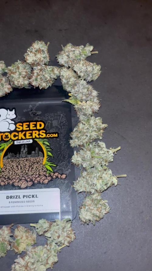 Drizl Pickl. Seedstockers