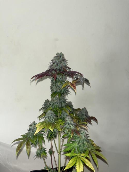 Fishy Zoap. Seedstockers. Week 15