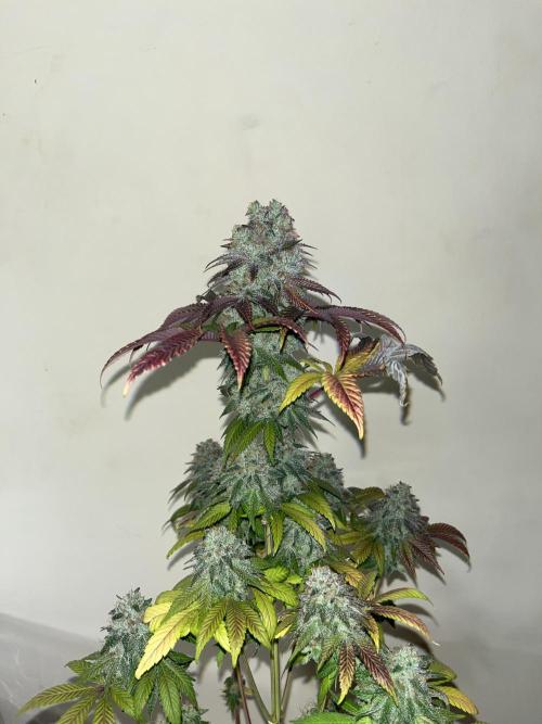 Fishy Zoap. Seedstockers. Week 15