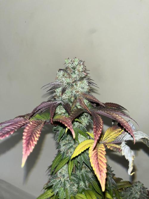 Fishy Zoap. Seedstockers. Week 15