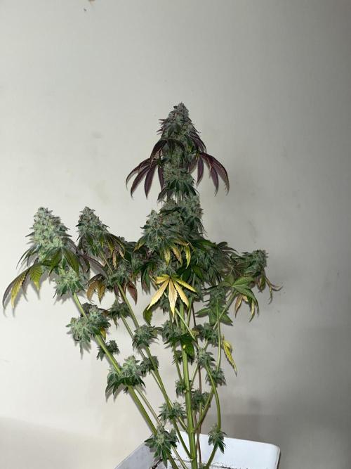 Fishy Zoap. Seedstockers. Week 15
