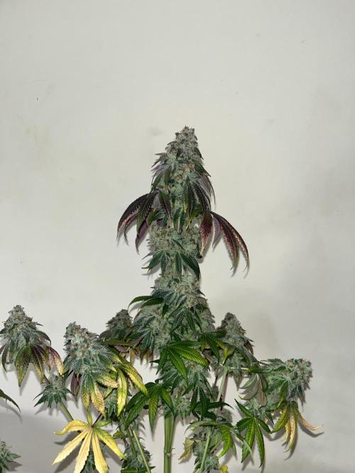 Fishy Zoap. Seedstockers. Week 15