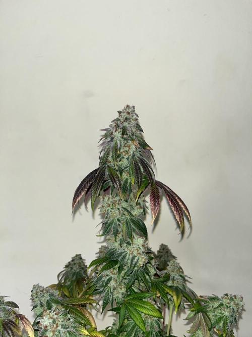 Fishy Zoap. Seedstockers. Week 15
