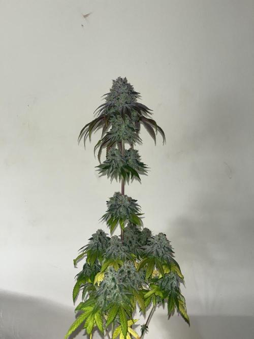Fishy Zoap. Seedstockers. Week 15