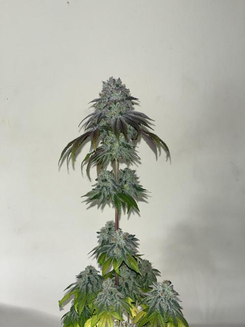 Fishy Zoap. Seedstockers. Week 15