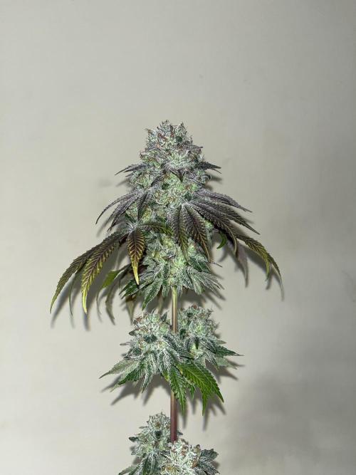 Fishy Zoap. Seedstockers. Week 15