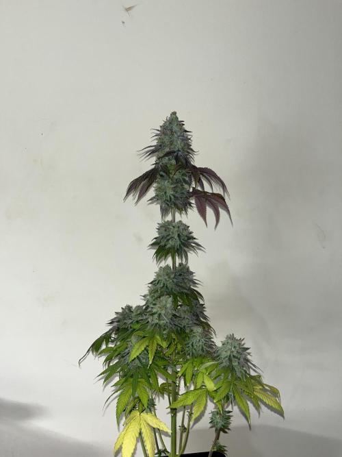 Fishy Zoap. Seedstockers. Week 15