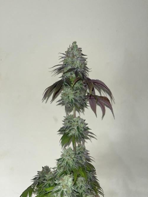 Fishy Zoap. Seedstockers. Week 15