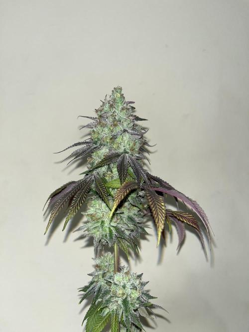 Fishy Zoap. Seedstockers. Week 15