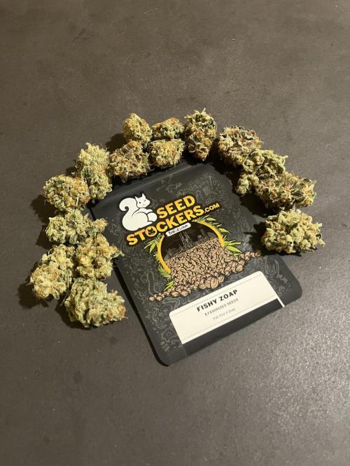 Fishy Zoap. Seedstockers. Week 15