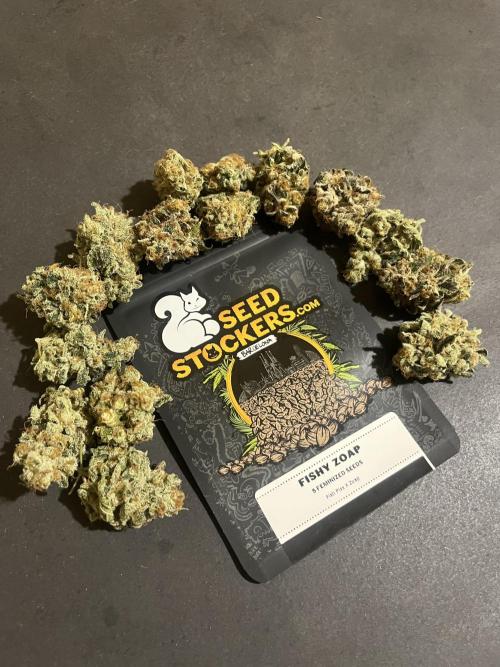 Fishy Zoap. Seedstockers. Week 15