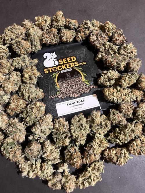 Fishy Zoap. Seedstockers. Week 15