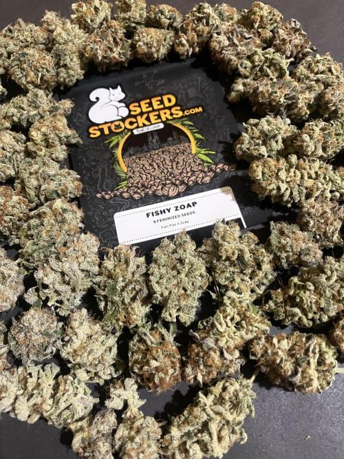 Fishy Zoap. Seedstockers. Week 15