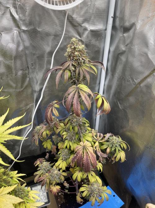 Papayton. Fastbuds. Week 15