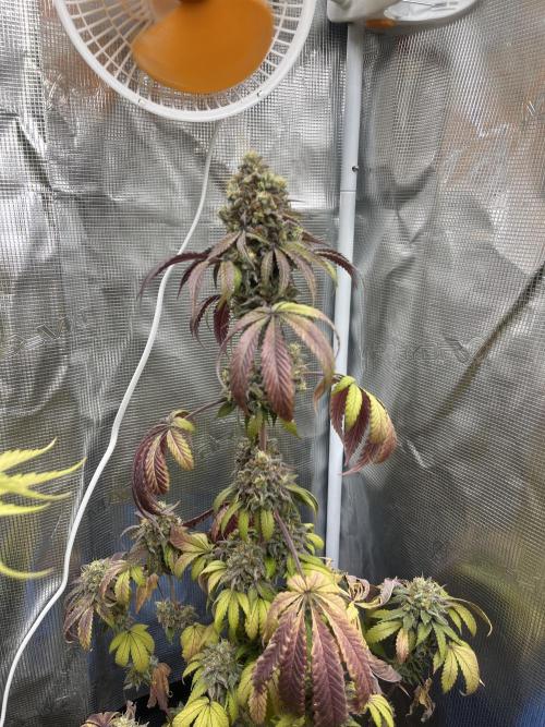 Papayton. Fastbuds. Week 15