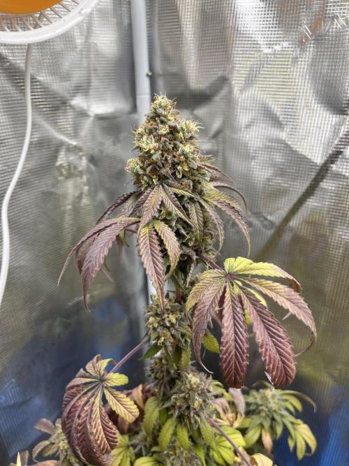 Papayton. Fastbuds. Week 15