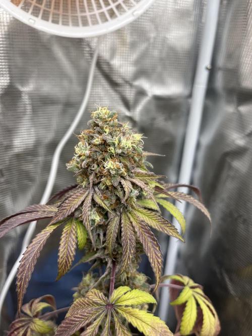 Papayton. Fastbuds. Week 15
