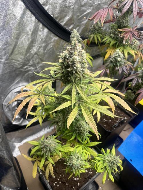 Gomu Gomu Mango. HighBreed. Week 15