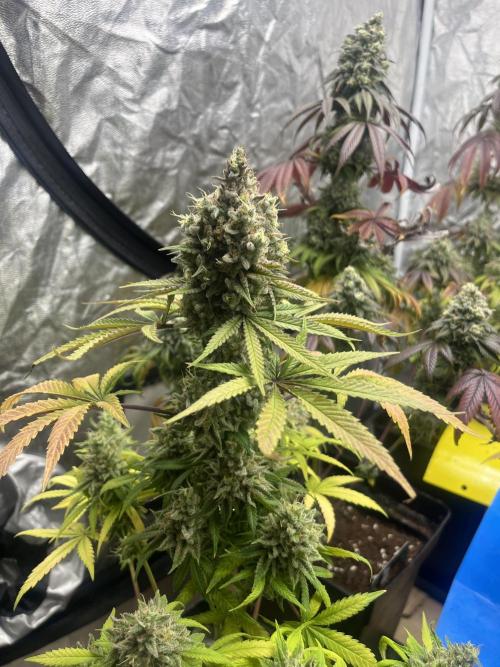 Gomu Gomu Mango. HighBreed. Week 15