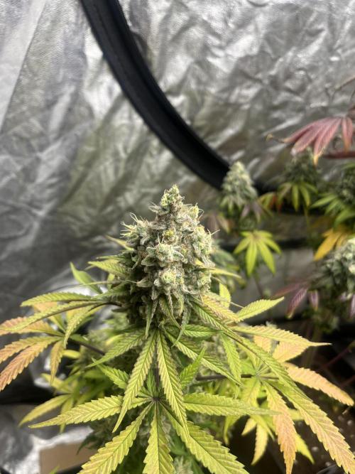 Gomu Gomu Mango. HighBreed. Week 15