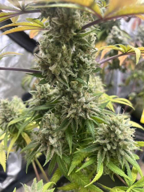 Gomu Gomu Mango. HighBreed. Week 15