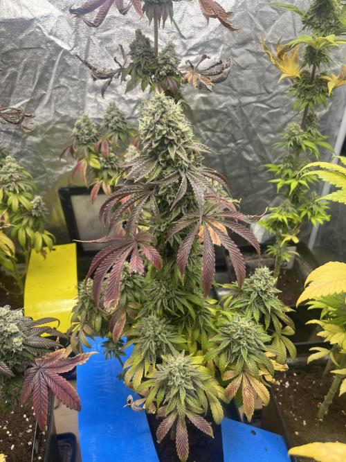 Barcelona Puff. Seedstockers. Week 15