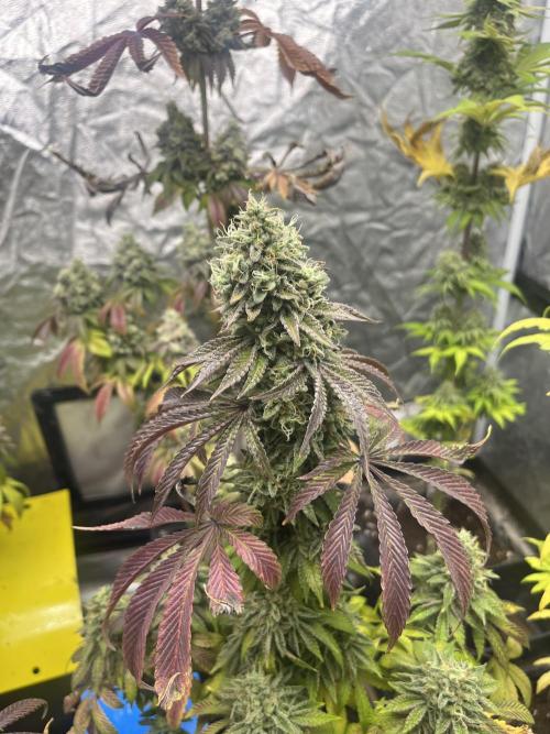 Barcelona Puff. Seedstockers. Week 15