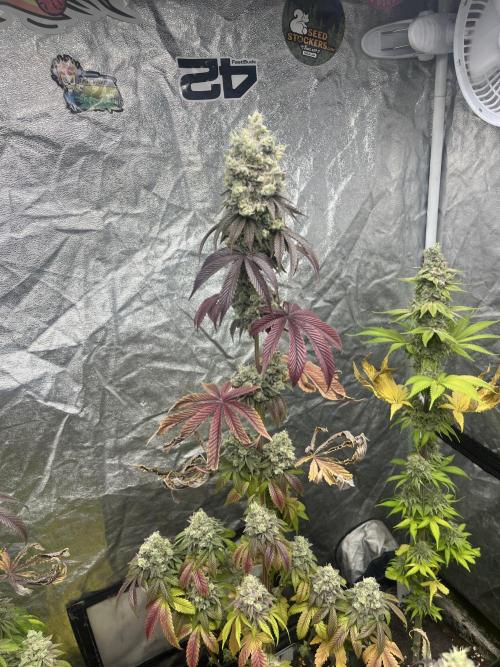 Barcelona Puff. Seedstockers. Week 15