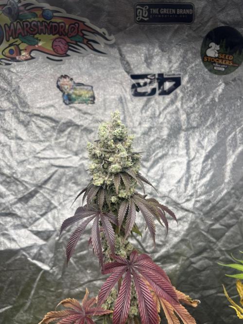 Barcelona Puff. Seedstockers. Week 15