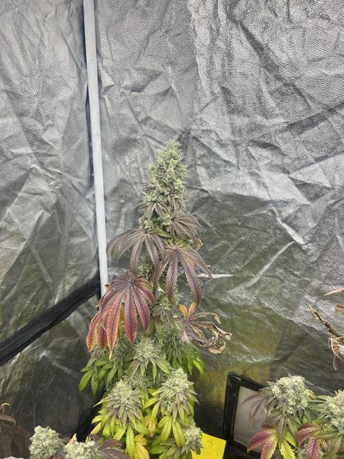 Barcelona Puff. Seedstockers. Week 15
