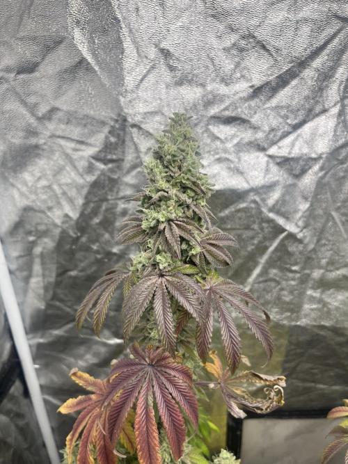 Barcelona Puff. Seedstockers. Week 15