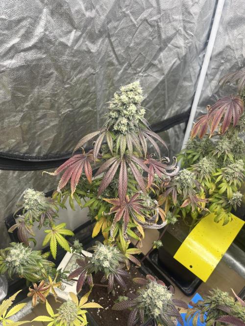Barcelona Puff. Seedstockers. Week 15