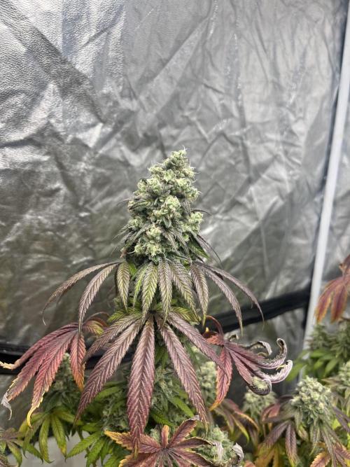 Barcelona Puff. Seedstockers. Week 15