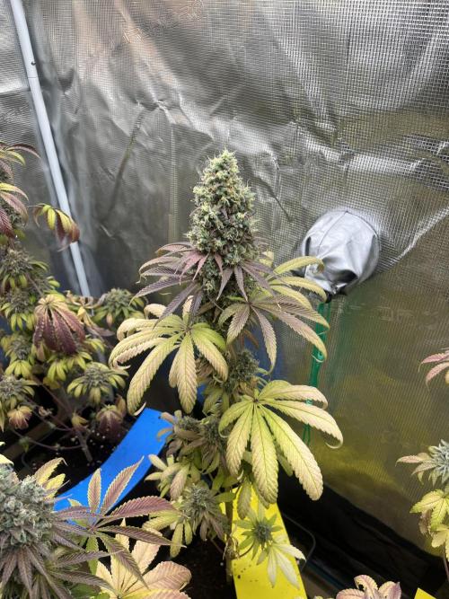 Green Gelato. RoyalQueenSeeds. Week 15