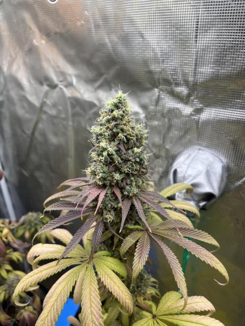 Green Gelato. RoyalQueenSeeds. Week 15