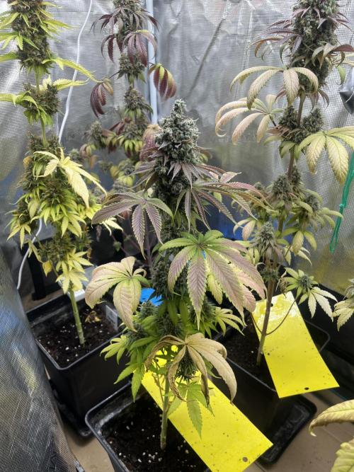 Green Gelato. RoyalQueenSeeds. Week 15