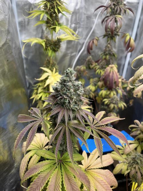 Green Gelato. RoyalQueenSeeds. Week 15
