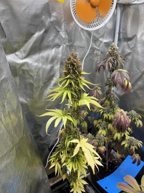 Green Gelato. RoyalQueenSeeds. Week 15