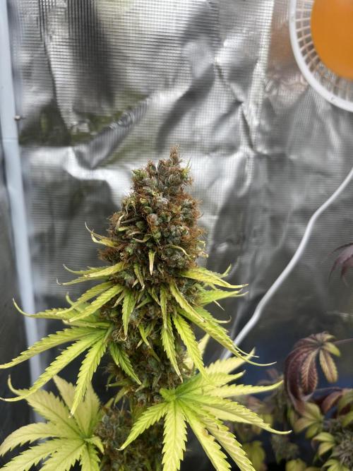 Green Gelato. RoyalQueenSeeds. Week 15