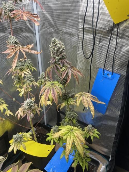 Pink Sunset. Silentseeds. Week 15