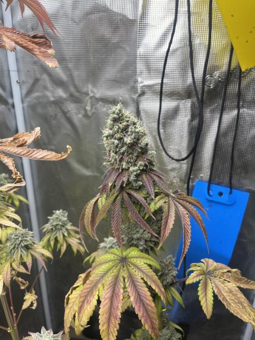Pink Sunset. Silentseeds. Week 15